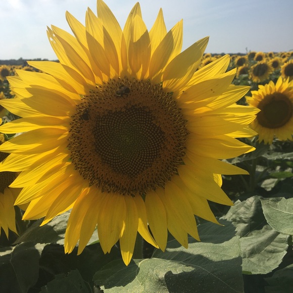 Meet your Posher, Kerrylyn - Picture 1 of 1